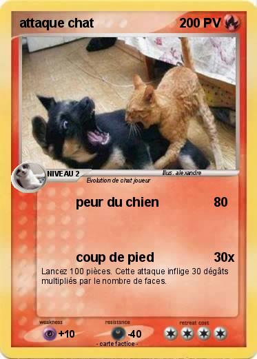 Pokemon attaque chat