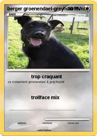 Pokemon berger groenendael-greyhound mix