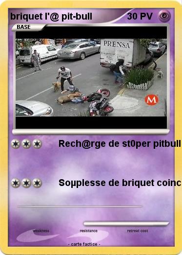 Pokemon briquet l'@ pit-bull