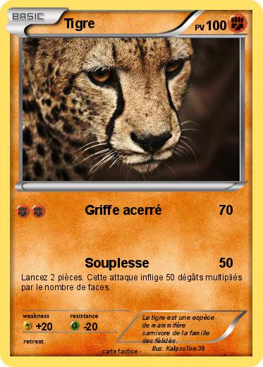 Pokemon Tigre