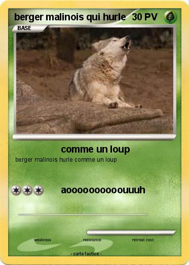 Pokemon berger malinois qui hurle