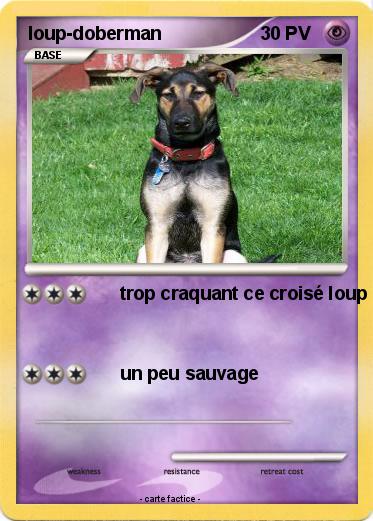 Pokemon loup-doberman