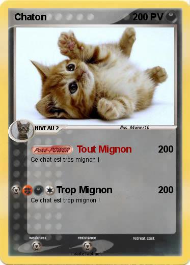 Pokemon Chaton