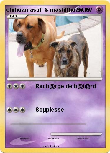 Pokemon chihuamastiff & mastiffhuahua