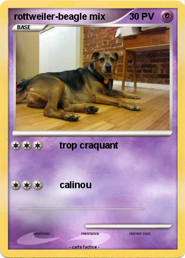 Pokemon rottweiler-beagle mix