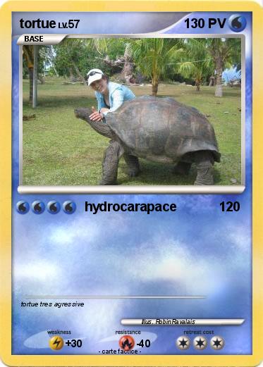 Pokemon tortue