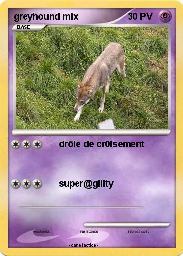 Pokemon greyhound mix