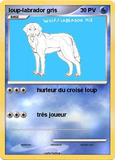 Pokemon loup-labrador gris