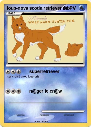 Pokemon loup-nova scotia retriever mix