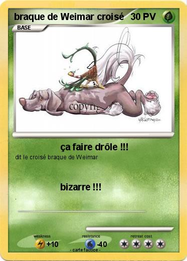 Pokemon braque de Weimar croisé