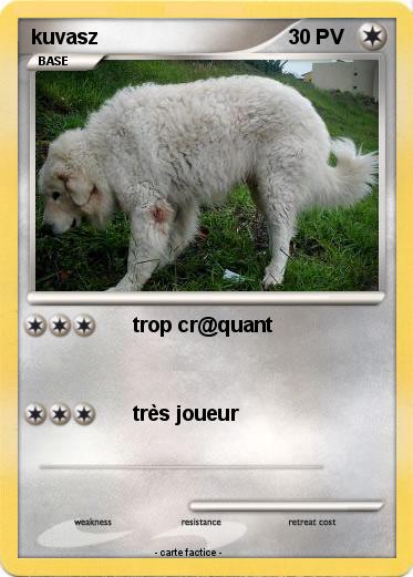 Pokemon kuvasz