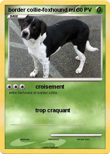 Pokemon border collie-foxhound mix