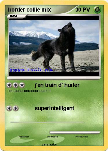 Pokemon border collie mix