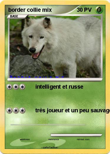 Pokemon border collie mix