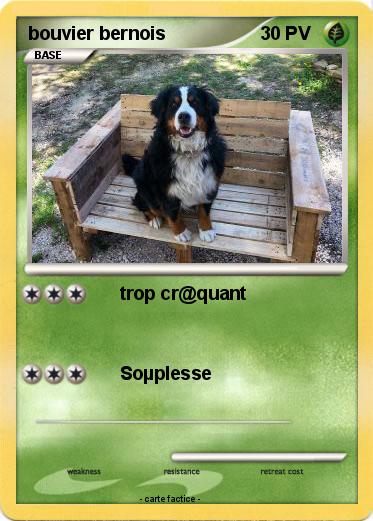 Pokemon bouvier bernois