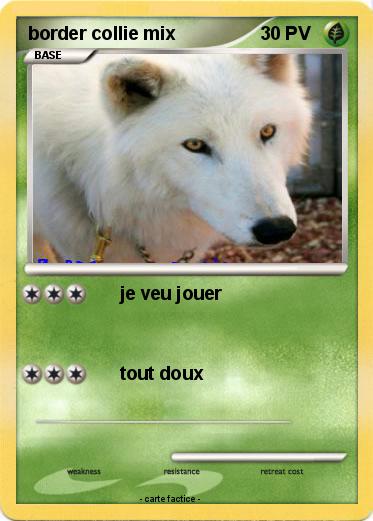 Pokemon border collie mix