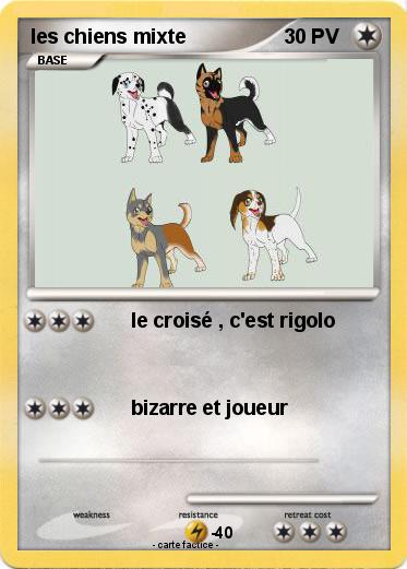 Pokemon les chiens mixte
