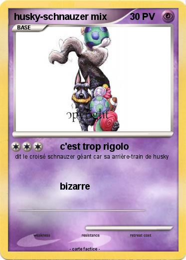 Pokemon husky-schnauzer mix