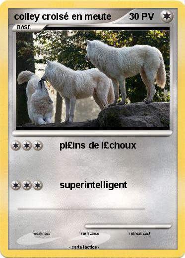 Pokemon colley croisé en meute