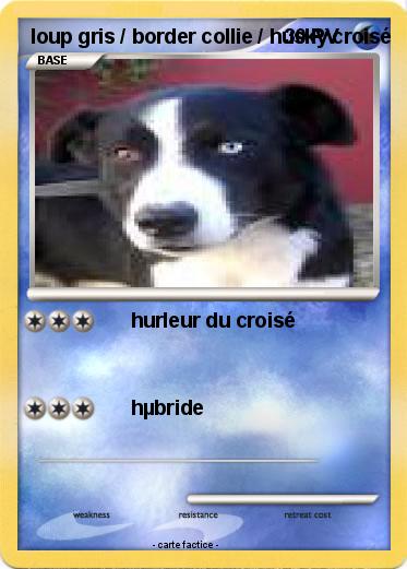 Pokemon loup gris / border collie / husky croisé