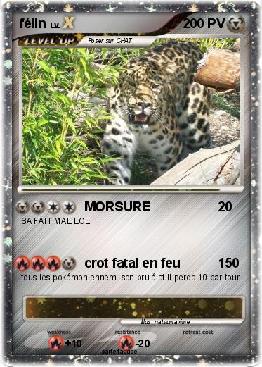 Pokemon félin