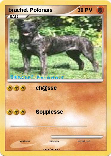 Pokemon brachet Polonais