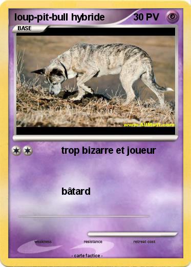 Pokemon loup-pit-bull hybride