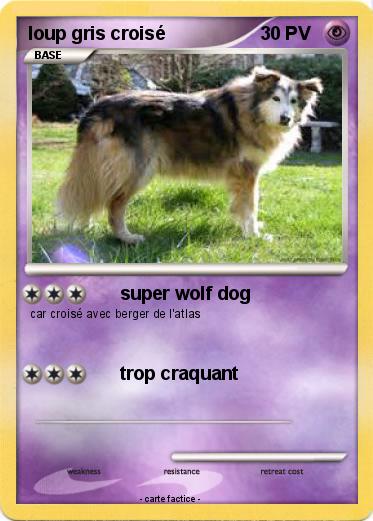 Pokemon loup gris croisé