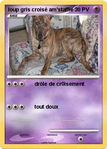 Pokemon loup gris croisé am'staffie