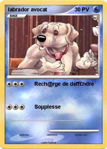 Pokemon labrador avocat