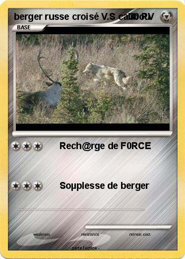 Pokemon berger russe croisé V.S calibou