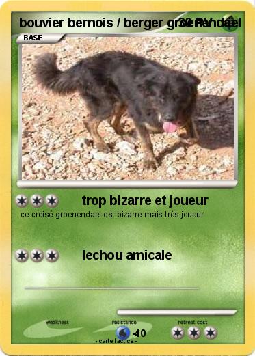 Pokemon bouvier bernois / berger groenendael