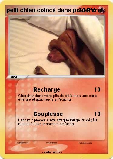 Pokemon petit chien coincé dans poulet crut