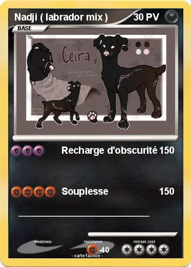 Pokemon Nadji ( labrador mix )