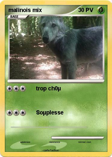 Pokemon malinois mix