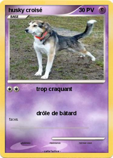 Pokemon husky croisé