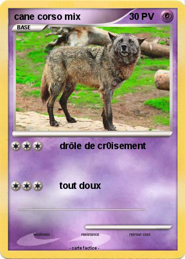 Pokemon cane corso mix