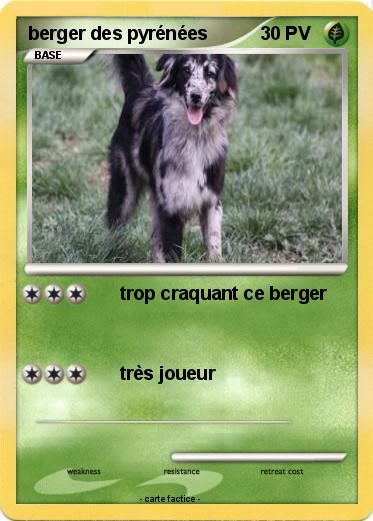 Pokemon berger des pyrénées