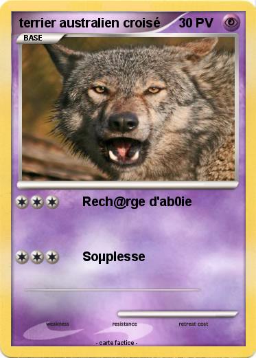 Pokemon terrier australien croisé
