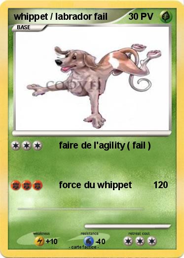 Pokemon whippet / labrador fail