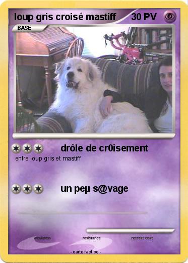 Pokemon loup gris croisé mastiff