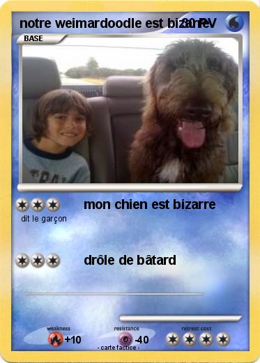 Pokemon notre weimardoodle est bizarre
