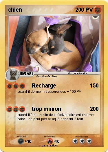 Pokemon chien