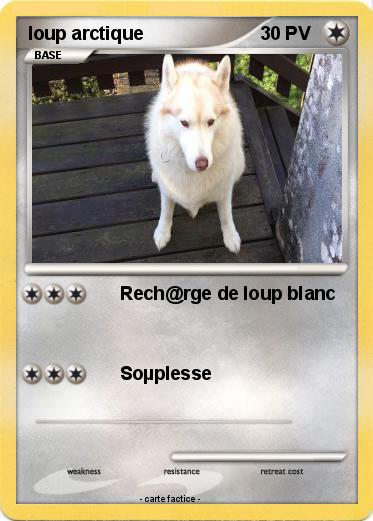 Pokemon loup arctique