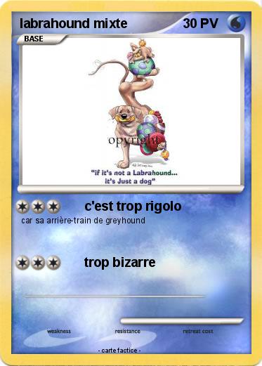 Pokemon labrahound mixte