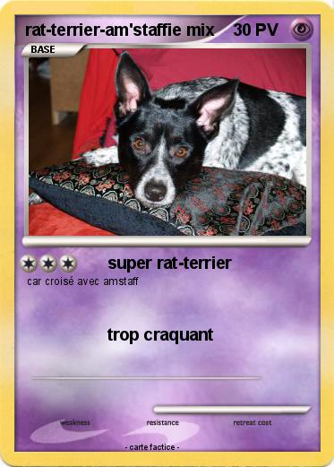 Pokemon rat-terrier-am'staffie mix