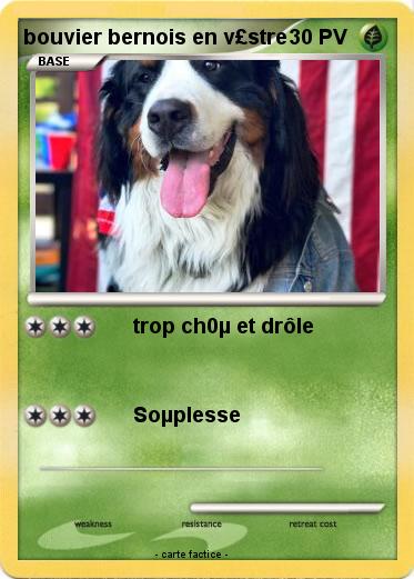 Pokemon bouvier bernois en v£stre