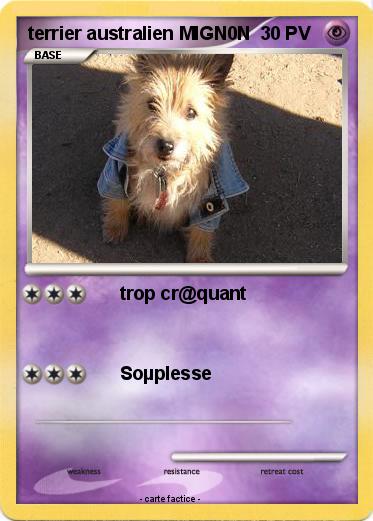Pokemon terrier australien MIGN0N