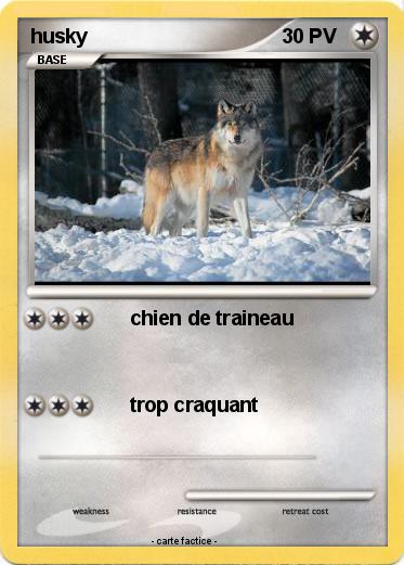 Pokemon husky