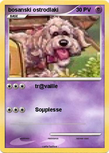 Pokemon bosanski ostrodlaki